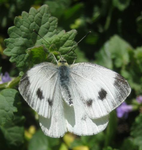 Réf. 254 713 : Pieris mannii
